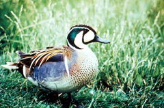 Baikal Teal